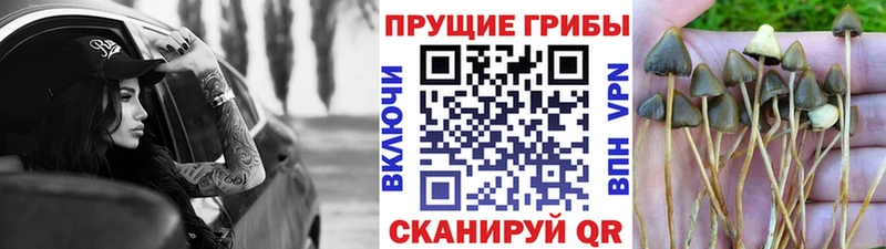 Галлюциногенные грибы GOLDEN TEACHER  маркетплейс телеграм  Алатырь  наркота 